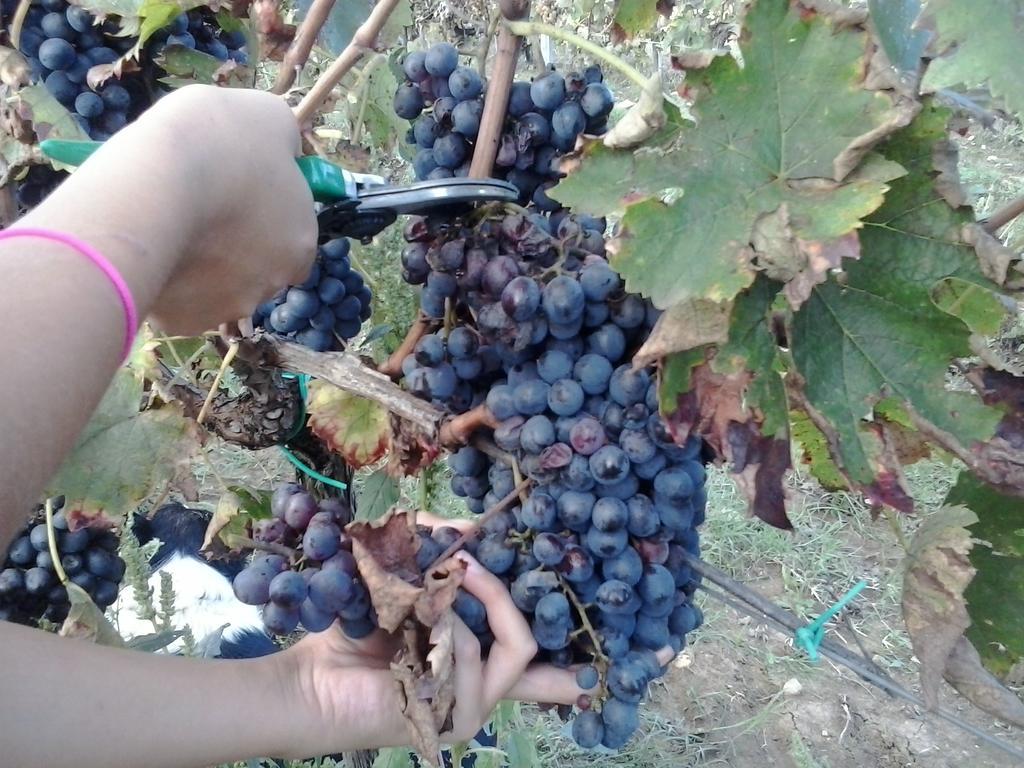 Semproniano Agriturismo La Valle Degli Ulivi מראה חיצוני תמונה
